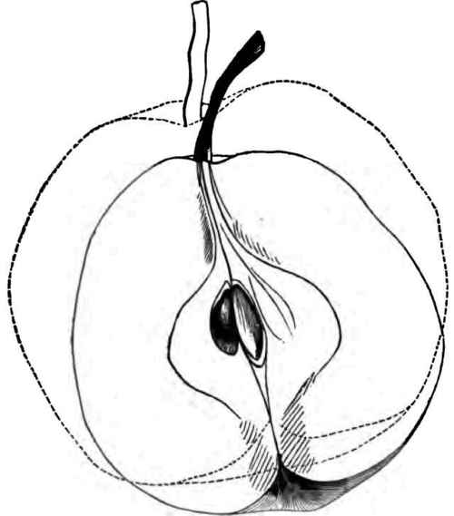 Outline of Kelsey Pear.
