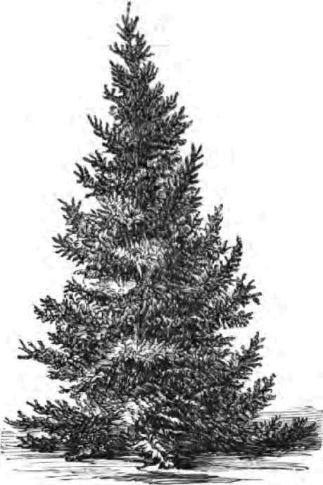 The European Silver Fir.