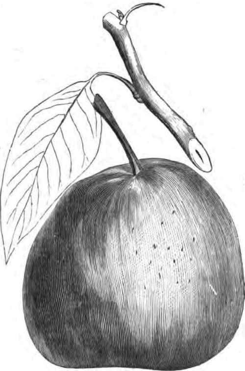 The Kelsey Pear.