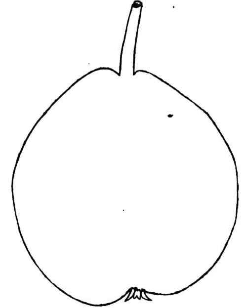 The Lafayetts Pear 170033