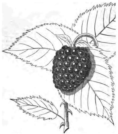 Transplanting 110070