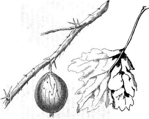 DOWNING's SEEDLING GOOSEBERRY.