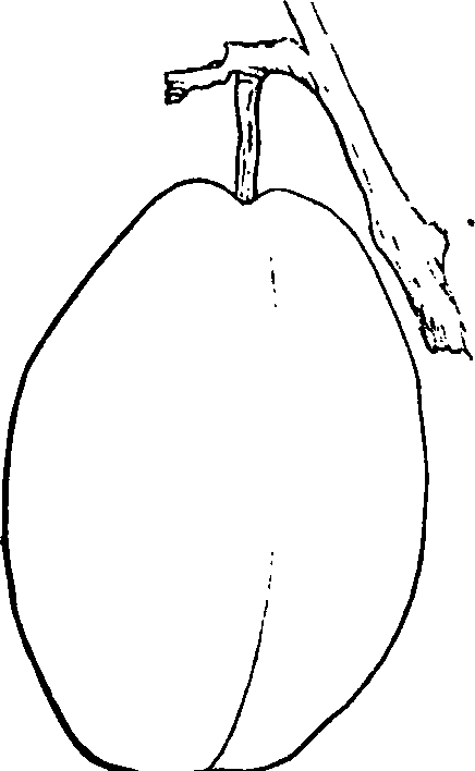 English Pond's Seedling.