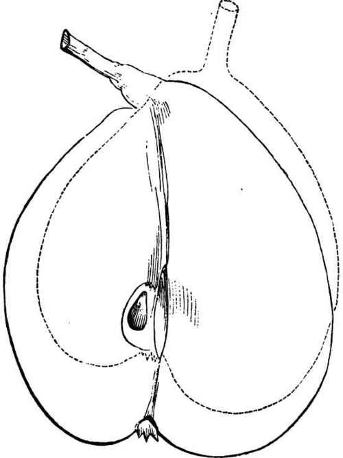 Mount Vernon Pear.
