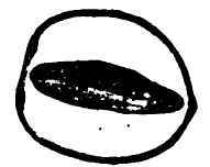 The Nelumbium 50048