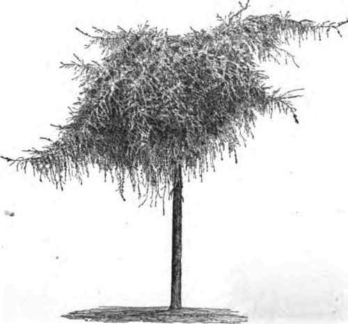 Weeping Large, at Wodenethe. Age, 8 yrs.
