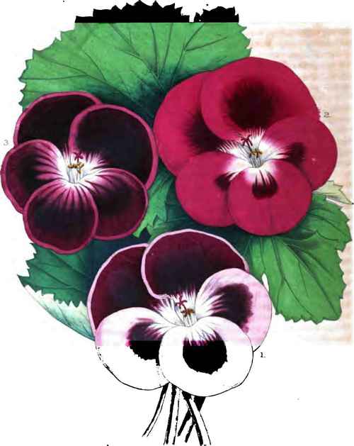Geraniums.