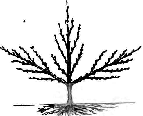 No. 3   As if appears after if first year's growth.