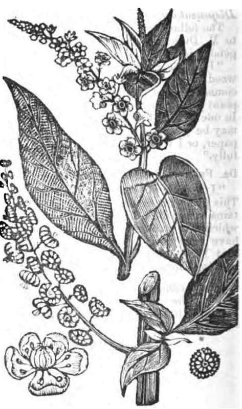 PHYTOLACCA DECANDRA.
