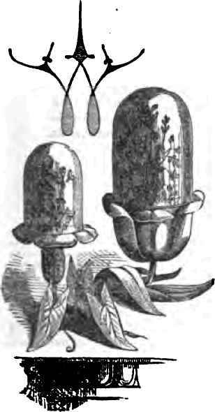 Parlour Cultivation Ferns 14002