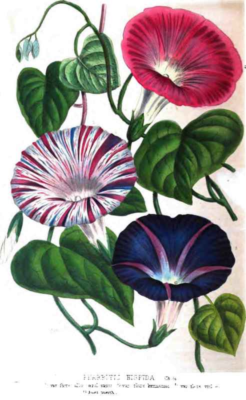 Pharbitis hispida