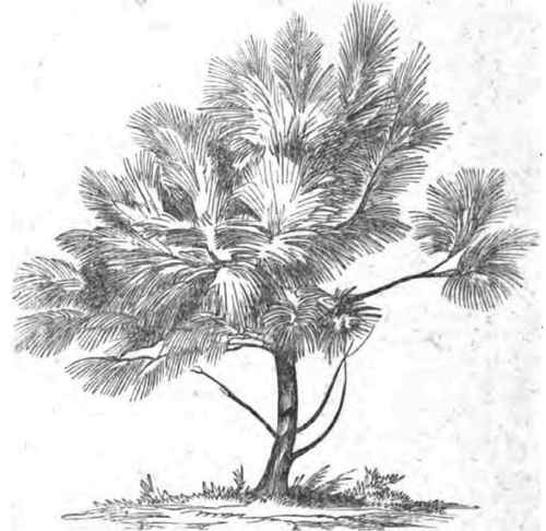 Pinus HartwegL.