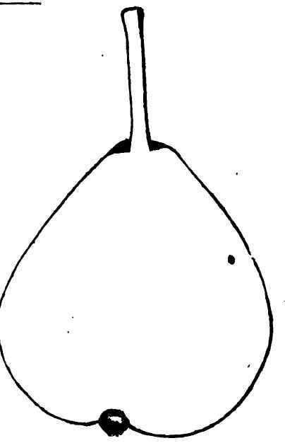 Poire Peche Esperen 1200146