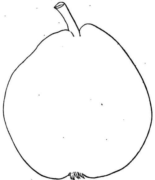 Shephard'a Seedling.