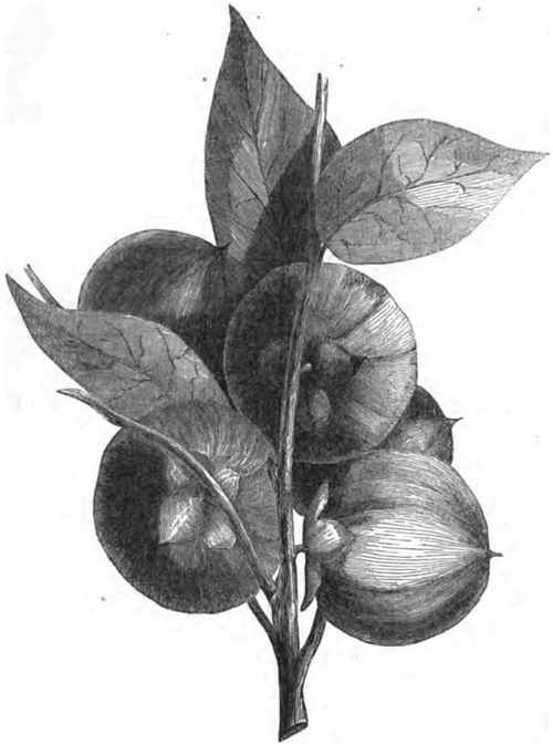THE PERSIMMON.
