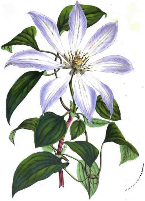 CLEMATIs PATENs Amalia.