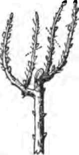 Pruning Roses 40070