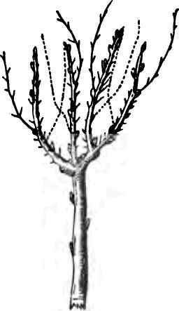 Pruning Roses 40071