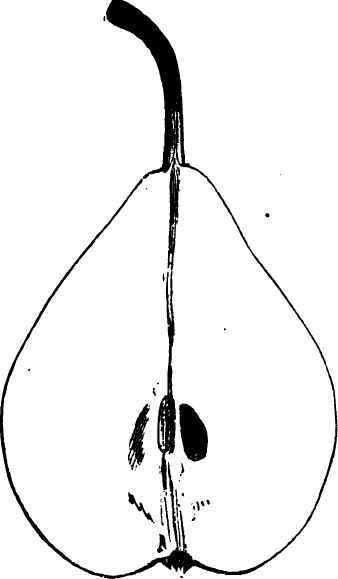Quinn Pear.