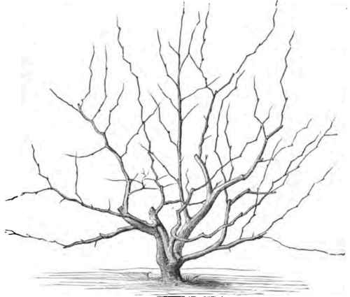 Rosteizer Pear   Tree.
