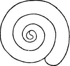 To Form A Volute Where The Border Is Of Equal Brea 40074