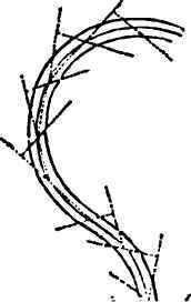 To Form A Volute Where The Border Is Of Equal Brea 40076