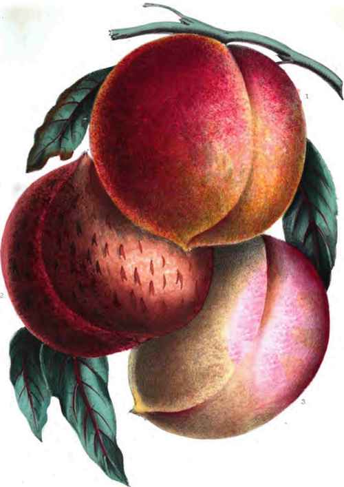 1. STUMP THE WORLD Peach 3. COLUMBIA 3 SHANGAE (or) CHINESE CLING.