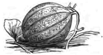 Alvord's Hybrid.