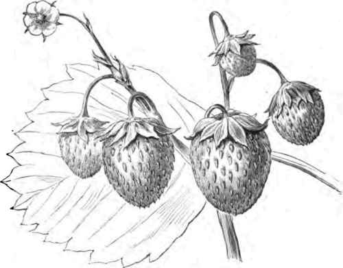 Mead's Seedling.