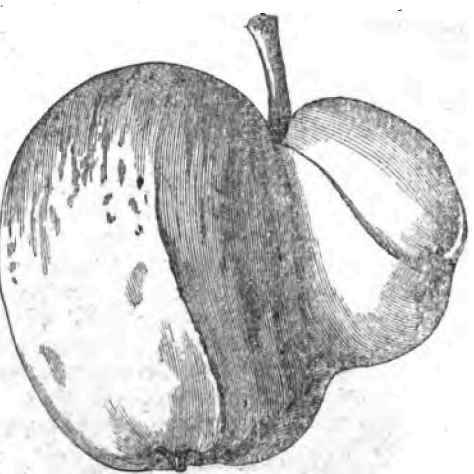 On The Union Of Embryos From The Gardeners Chronic 1100108