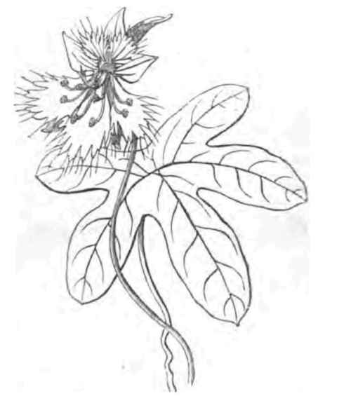 Tropaeolum Smithii 140026