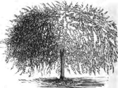 American, or Fountain Willow.