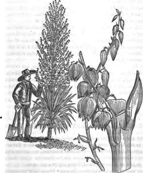 THE ADAM's NEEDLE,OR YUCCA GLORIOSA.