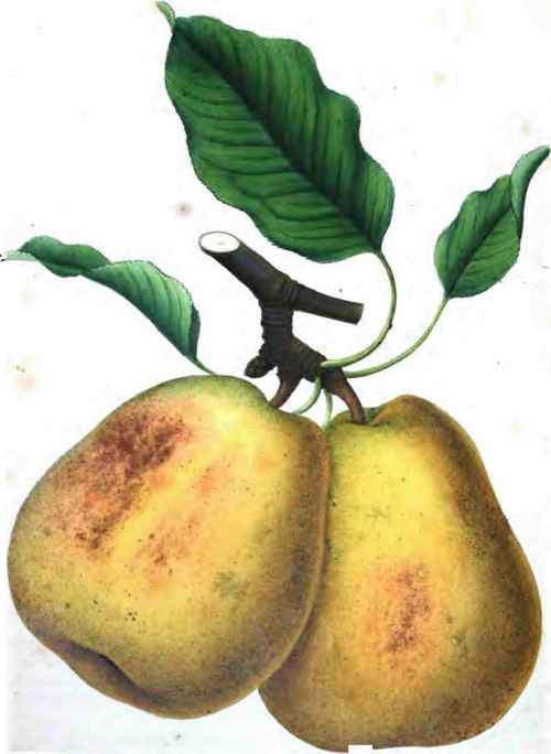 The White Doyenne Pear Virgalieu St Michael Butter 40048