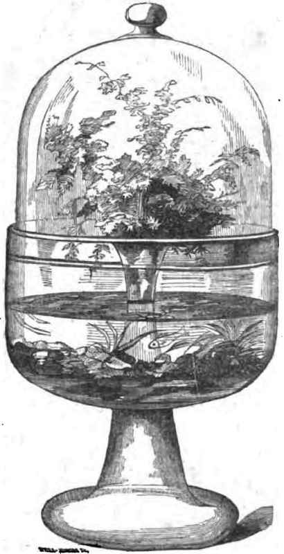 Wardian Case And Aquarium Combined 1100122