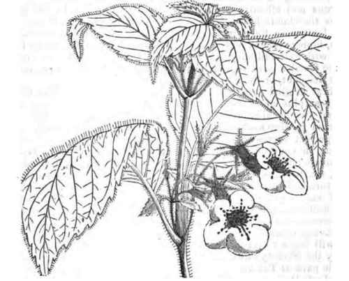 Achimenes Candida 1400102