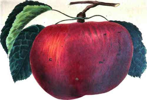 Batchelor Apple. King Apple