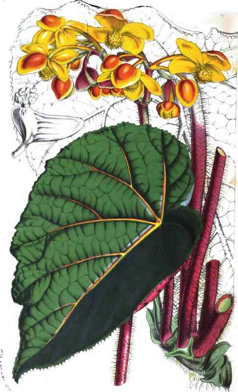 Begonia Xanthina. Yellow Flowered Begonia