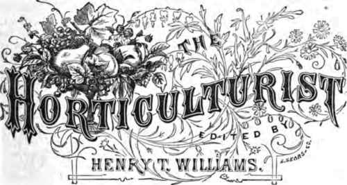 Bogus Vienna Premiums 280056