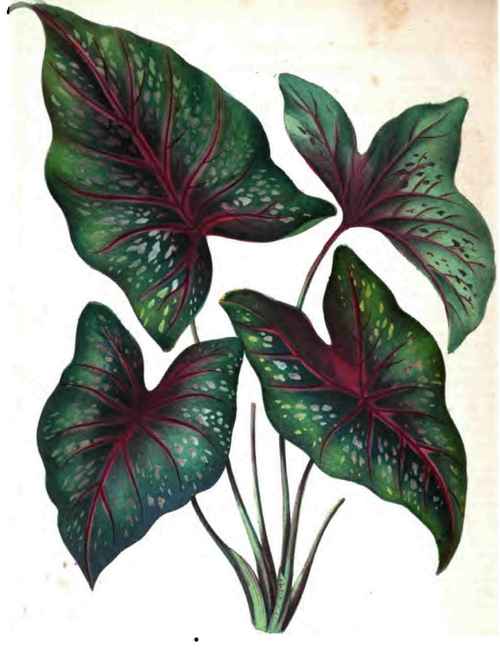 CALADIUM CHANTINII.