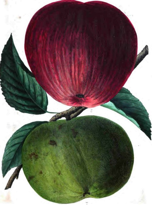 CAROLINA WINTER QUEEN APFLE. 2.,NICKAJACK APPLE NC.