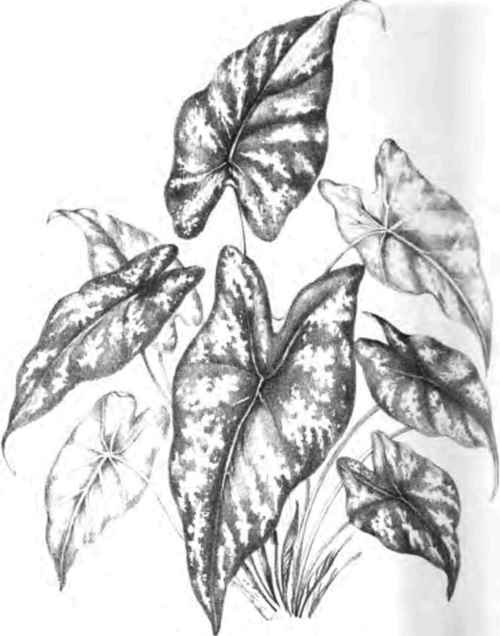 Caladium Argyrites.