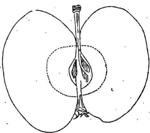 Carpenter Apple.