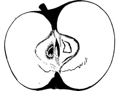 Crotcher Apple 2200165