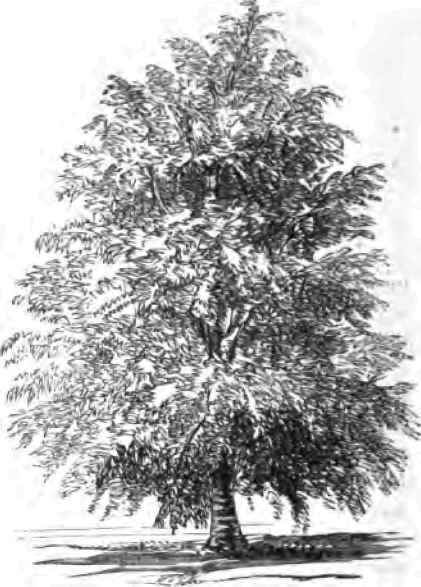 Cut Leaved Weeping Birch.