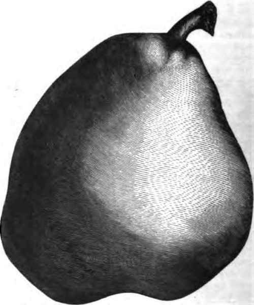 DUCHESSE D'ANGOULEME PEAR.
