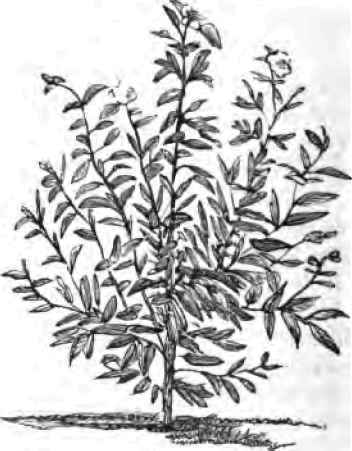 Kalmia.