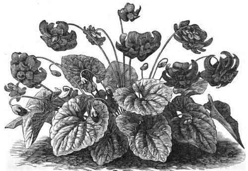 New Violet, Marie Louise.