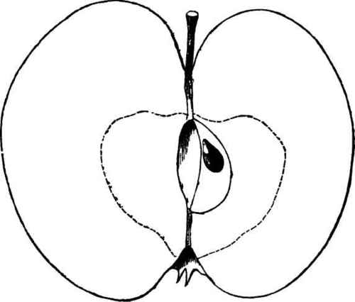 Pro, 45.   Ogdensburgh Apple.