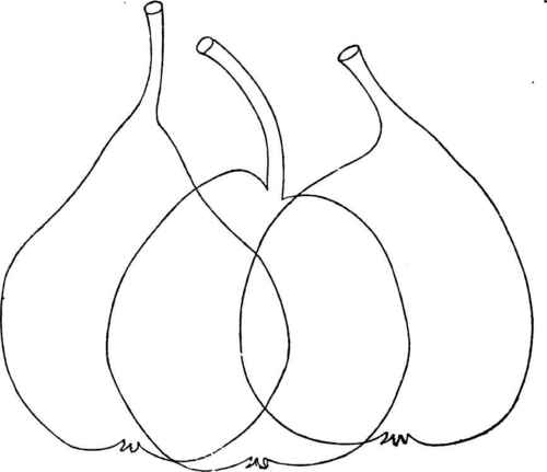 ROSABIRNE. BERGAMOTTE GAUDRY. BARONNE DE MELLO.